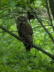 Owls 001